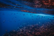 鯊魚游戲免費(fèi)下載，帶你暢游海洋的冒險(xiǎn)之旅，鯊魚游戲，探索海洋深處的冒險(xiǎn)世界！免費(fèi)下載！