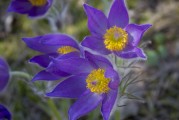 鮮花游戲免費(fèi)體驗(yàn)，超值！鮮花游戲免費(fèi)體驗(yàn)，讓生活更浪漫